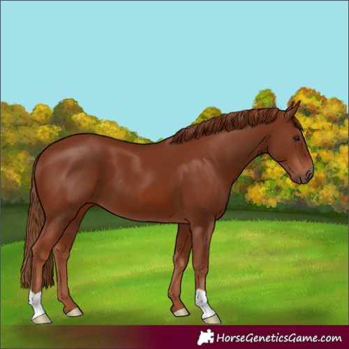 Horse Color:Chestnut 