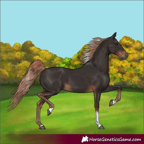 Horse Color:Unknown 