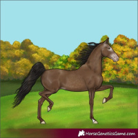 Horse Color:Gray Classic Champagne 