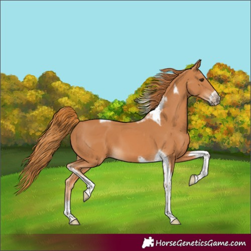 Horse Color:Unknown 
