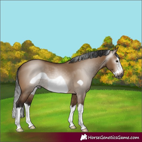 Horse Color:Gray Bay Dun Splash Frame 