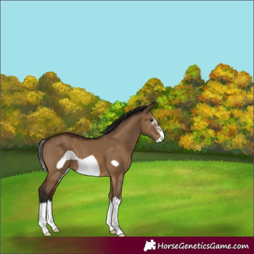 Horse Color:Gray Bay Dun Splash Frame 