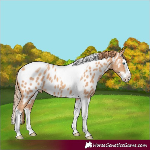 Horse Color:Gold Champagne Splash Tobiano Appaloosa