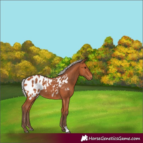 Horse Color:Silver Bay Appaloosa 
