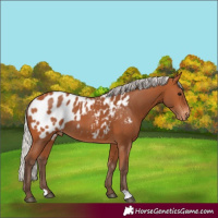 Horse Color:Silver Bay Appaloosa