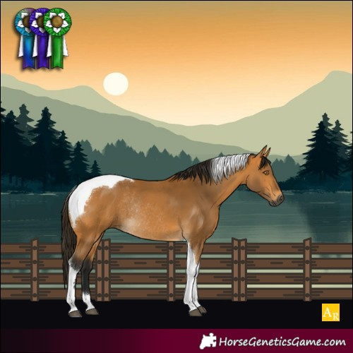 Horse Color:Gray Buckskin Tobiano Rabicano 