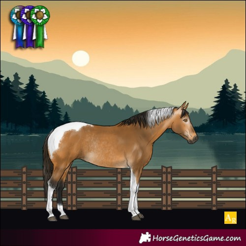 Horse Color:Gray Buckskin Tobiano Rabicano 