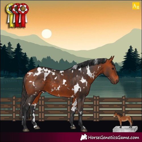 Horse Color:White Spotted Bay