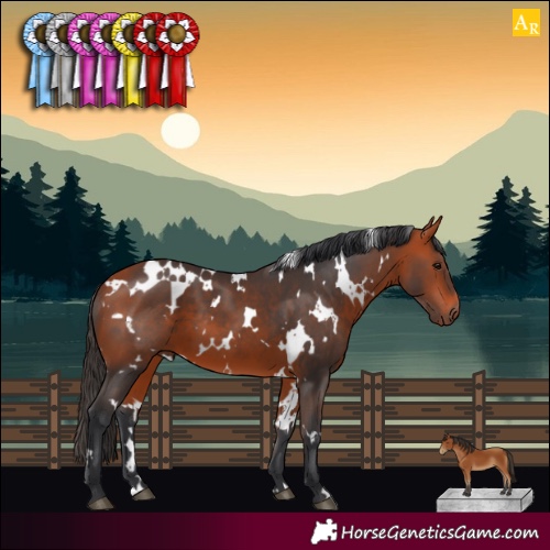 Horse Color:White Spotted Bay