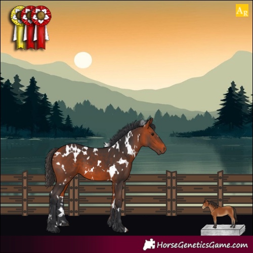 Horse Color:White Spotted Bay 