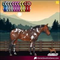 Horse Color:White Spotted Bay 