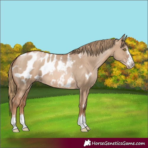 Horse Color:Liver Red Dun Pearl Appaloosa 