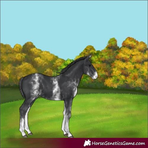 Horse Color:White Spotted Black 