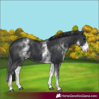 Horse Color:White Spotted Black 