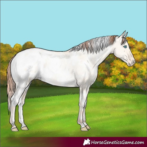 Horse Color:White Spotted Sable Cream Champagne Pearl Dun Appaloosa