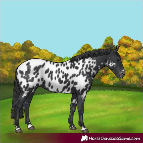 Horse Color:Black Near Leopard 