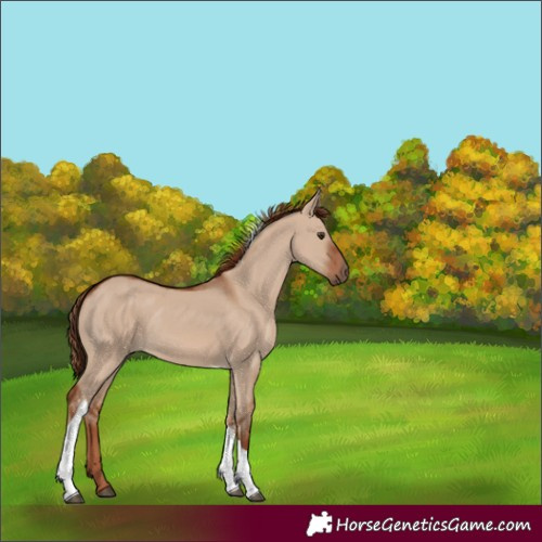 Horse Color:Red Dun Tobiano Rabicano 