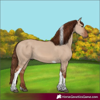Horse Color:Red Dun Tobiano Rabicano 