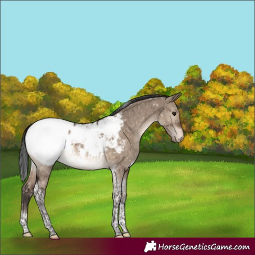 Horse Color:Brown Dun Tobiano Appaloosa Brindle 