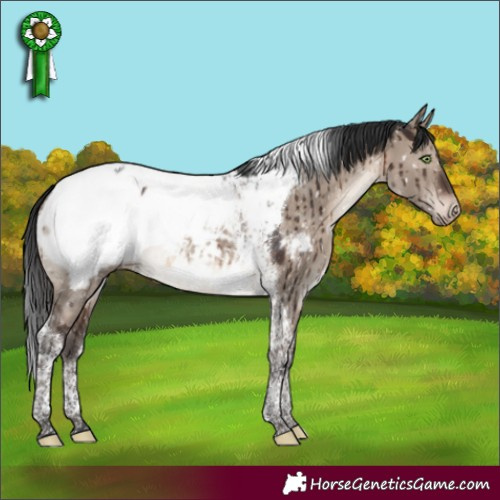 Horse Color:Brown Dun Mushroom Tobiano Appaloosa Brindle