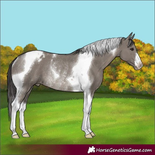 Horse Color:Grullo Tobiano Appaloosa Rabicano 