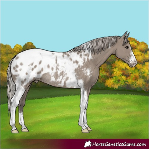 Horse Color:Silver Grullo Tobiano Appaloosa Rabicano 