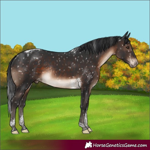 Horse Color:Brown Tobiano Appaloosa Rabicano 