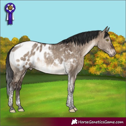 Horse Color:Brown Dun Tobiano Appaloosa Rabicano Brindle