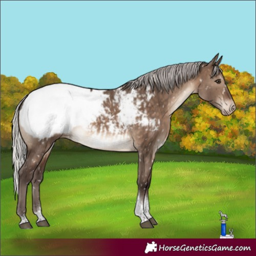 Horse Color:Silver Brown Dun Tobiano Appaloosa Brindle 