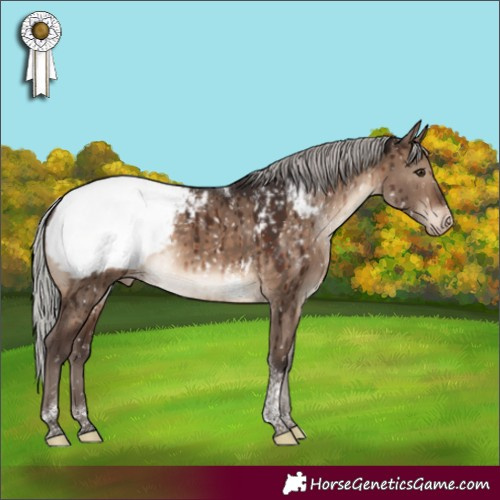 Horse Color:Silver Brown Dun Tobiano Appaloosa Brindle 