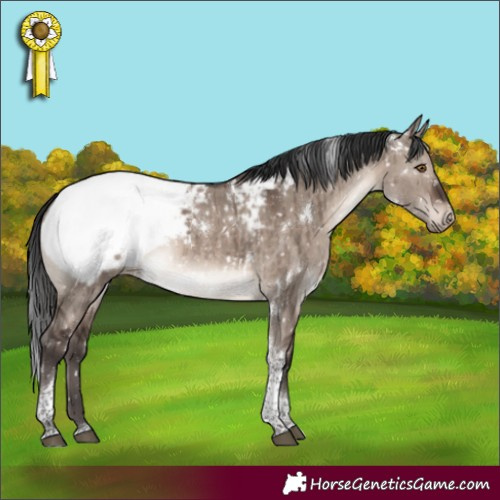 Horse Color:White Spotted Brown Dun Mushroom Tobiano Appaloosa Brindle