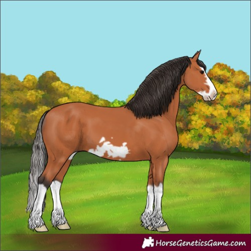 Horse Color:Bay Splash Frame