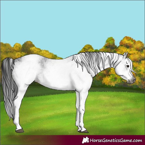 Horse Color:Gray White Spotted Black  and Gray White Spotted Black 