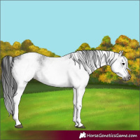 Horse Color:Gray White Spotted Black and Gray White Spotted Black