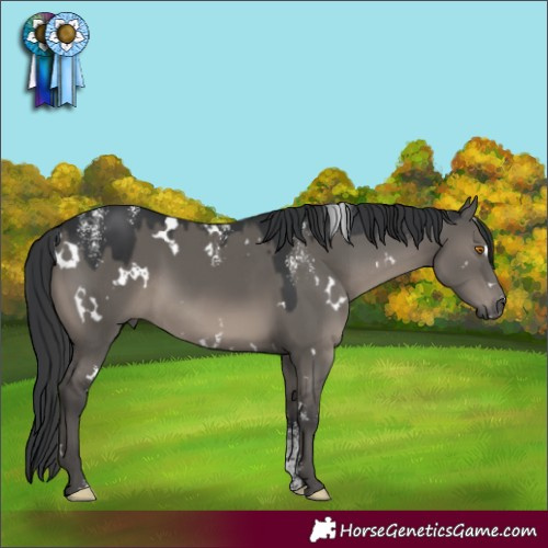 Horse Color:Powder White Platinum White Spotted Grullo Rabicano 