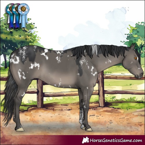 Horse Color:Powder White Platinum White Spotted Grullo Rabicano