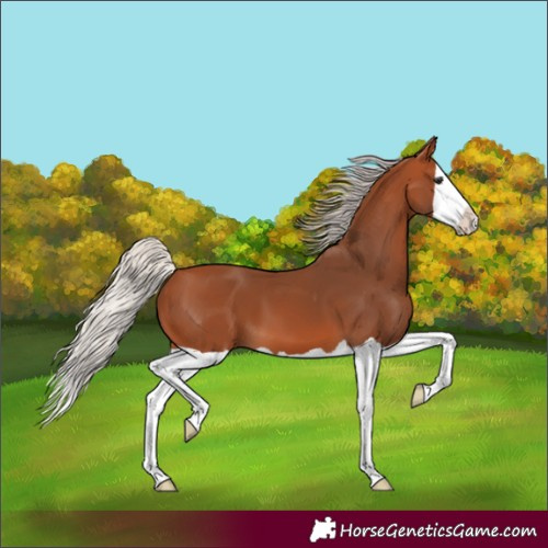 Horse Color:Silver Bay Splash