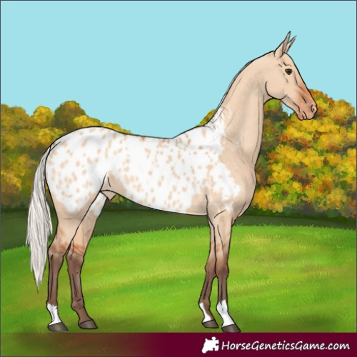 Horse Color:Silver Bay Dun Blanket 