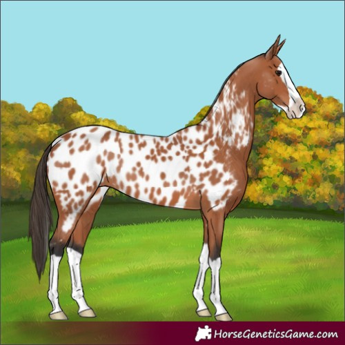 Horse Color:Bay Splash Appaloosa 