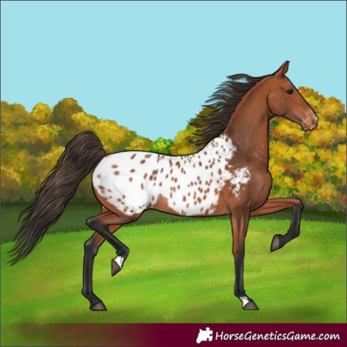Horse Color:Bay Near Leopard Rabicano