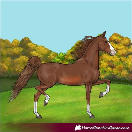 Horse Color:Chestnut Splash 
