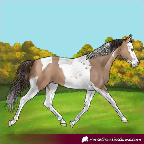 Horse Color:Amber Champagne Splash Tobiano 