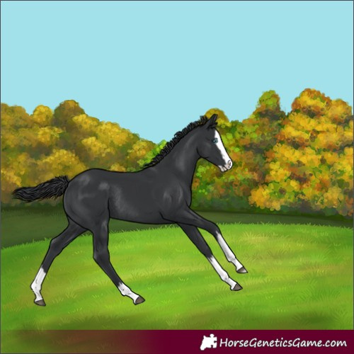 Horse Color:Black Splash Rabicano