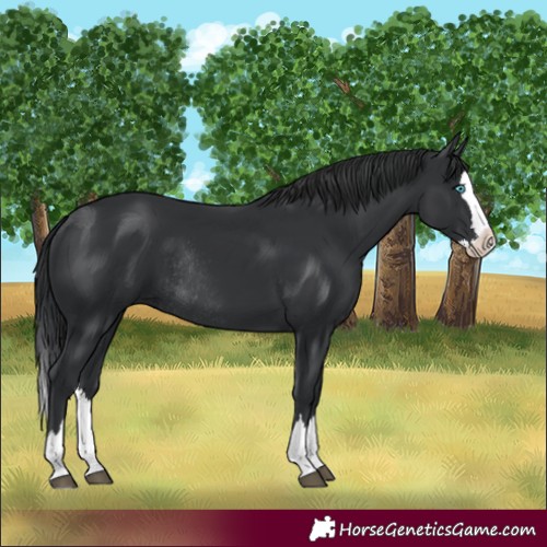 Horse Color:Black Splash Rabicano 