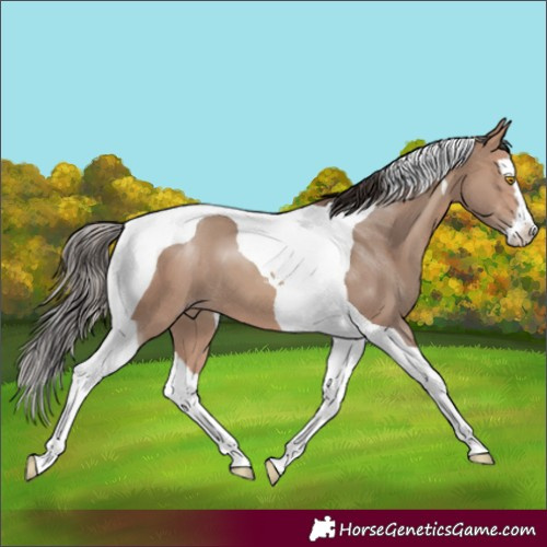 Horse Color:Sable Champagne Splash Tobiano