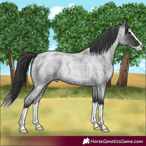 Horse Color:Blue Roan Splash