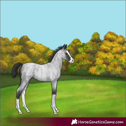 Horse Color:Blue Roan Splash