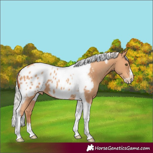 Horse Color:Silver Amber Champagne Tobiano Frame Appaloosa 
