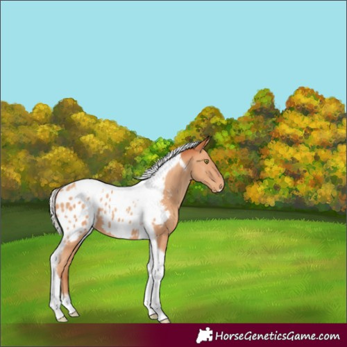 Horse Color:Silver Amber Champagne Tobiano Frame Appaloosa 
