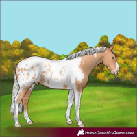 Horse Color:Silver Amber Champagne Tobiano Frame Appaloosa 